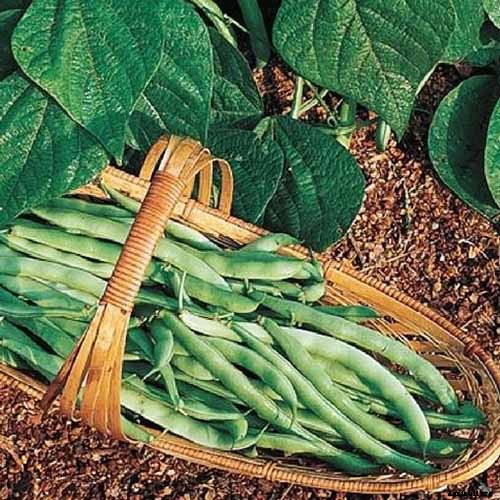 35 of the Best Bush Bean Varieties