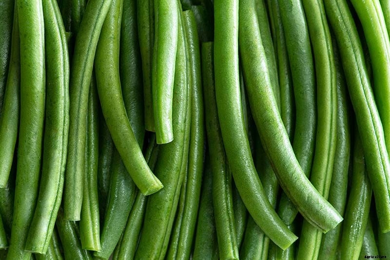 35 of the Best Bush Bean Varieties
