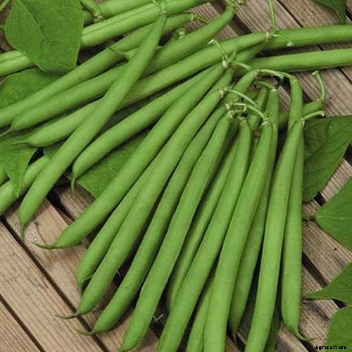35 of the Best Bush Bean Varieties