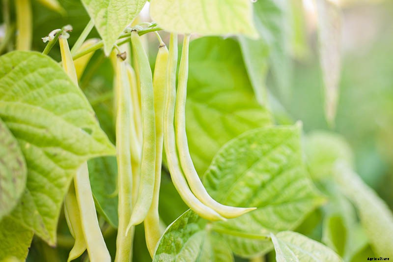 35 of the Best Bush Bean Varieties
