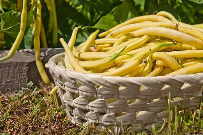 35 of the Best Bush Bean Varieties