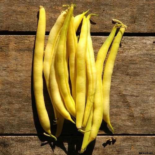 35 of the Best Bush Bean Varieties