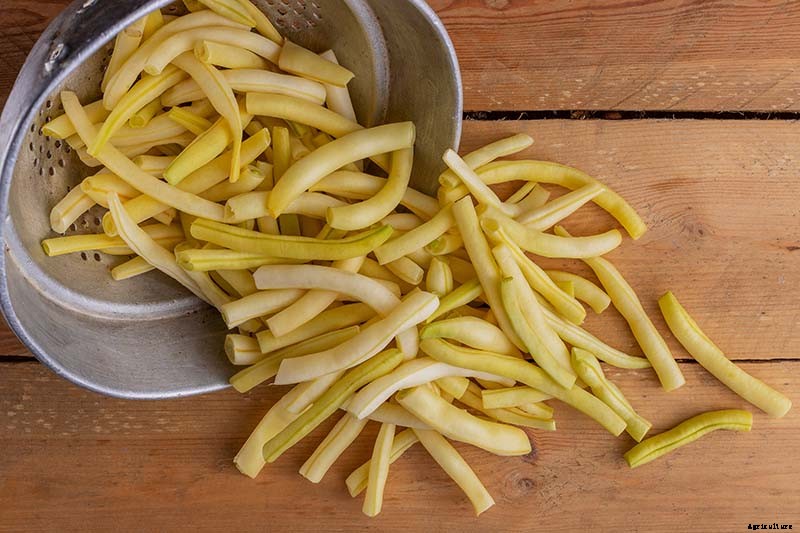 35 of the Best Bush Bean Varieties