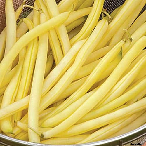 35 of the Best Bush Bean Varieties