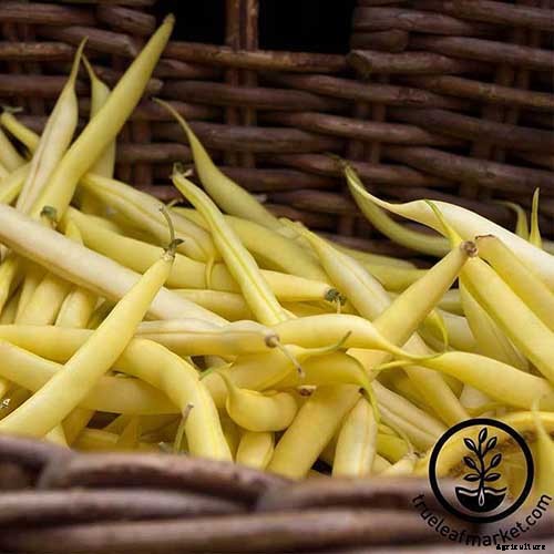 35 of the Best Bush Bean Varieties