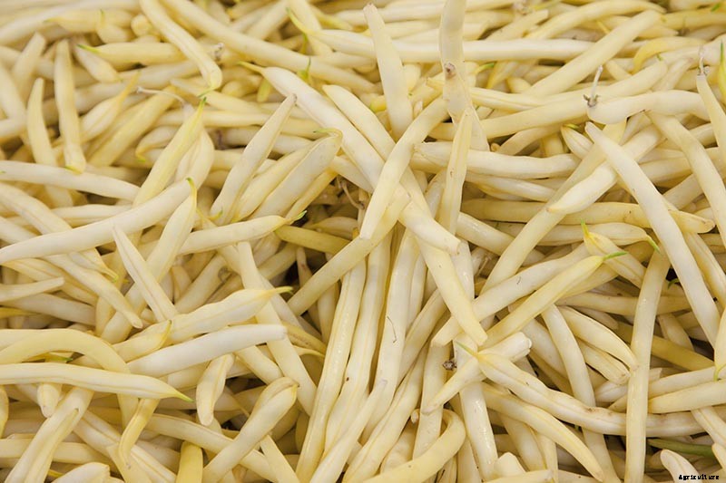 35 of the Best Bush Bean Varieties