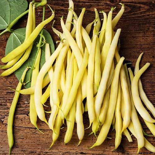 35 of the Best Bush Bean Varieties