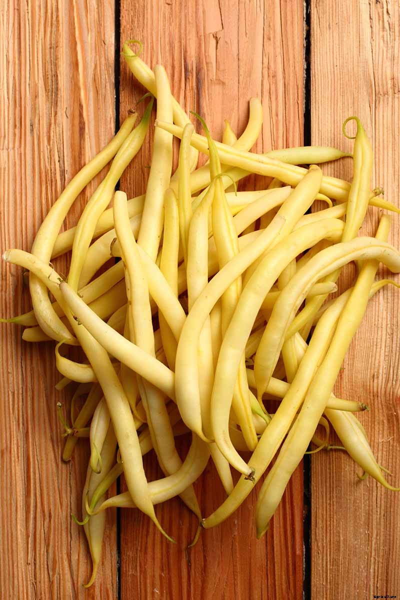 35 of the Best Bush Bean Varieties