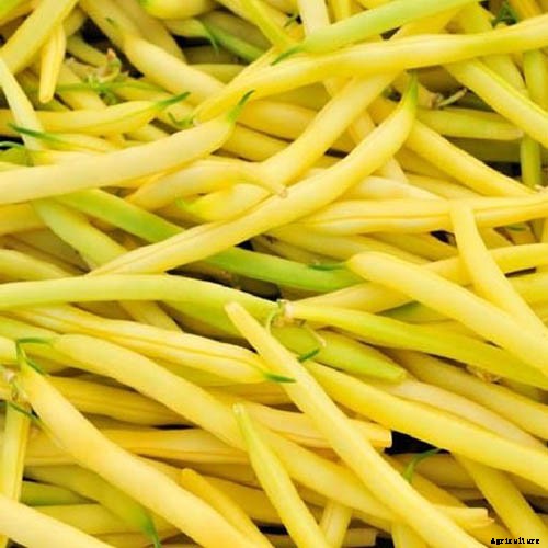 35 of the Best Bush Bean Varieties