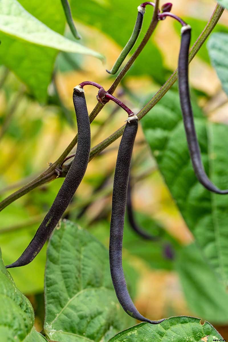 35 of the Best Bush Bean Varieties
