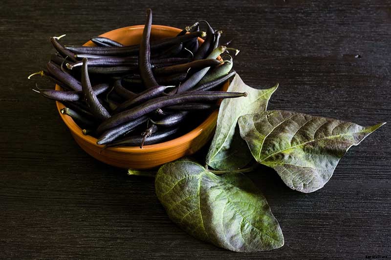 35 of the Best Bush Bean Varieties