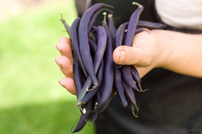 35 of the Best Bush Bean Varieties
