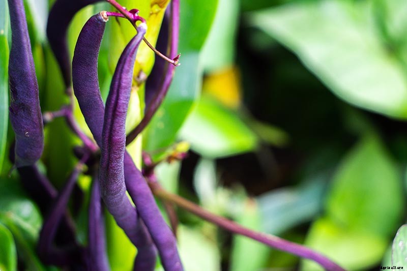 35 of the Best Bush Bean Varieties