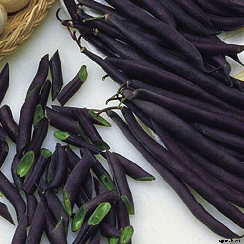 35 of the Best Bush Bean Varieties