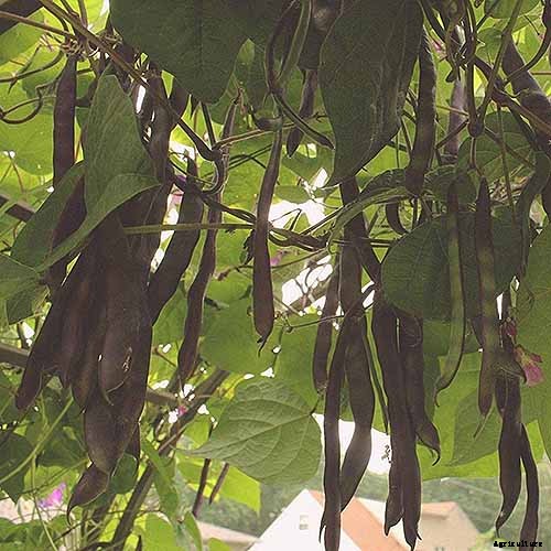 35 of the Best Bush Bean Varieties