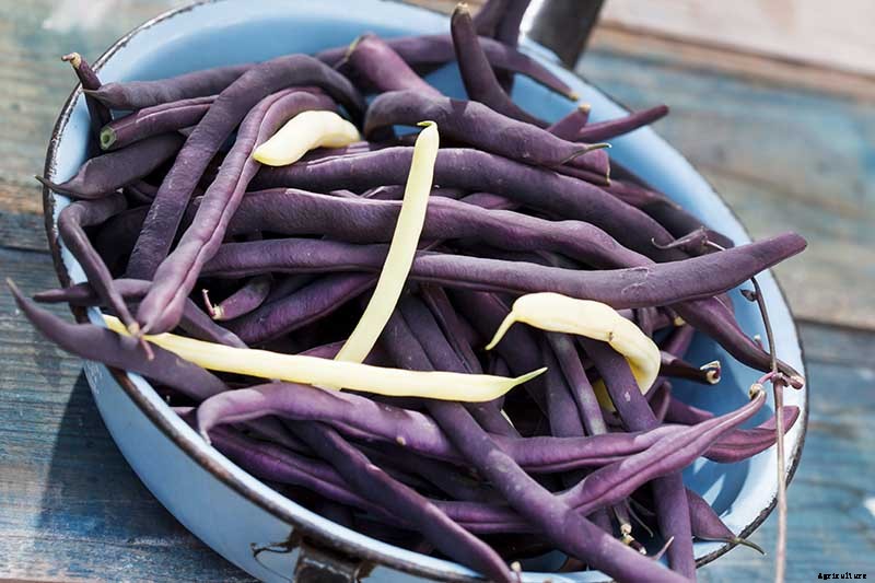 35 of the Best Bush Bean Varieties