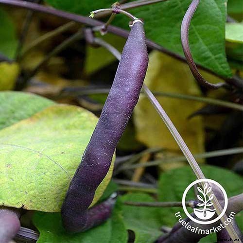 35 of the Best Bush Bean Varieties