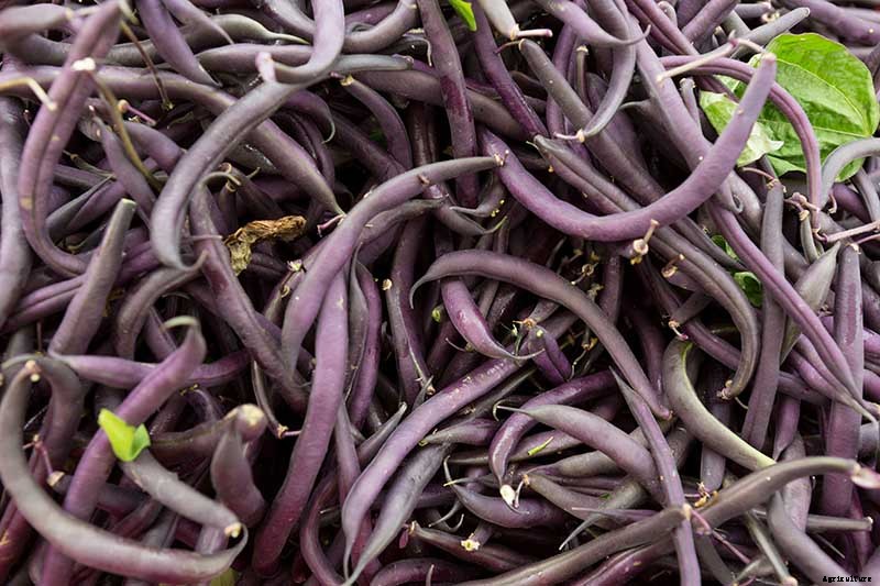 35 of the Best Bush Bean Varieties