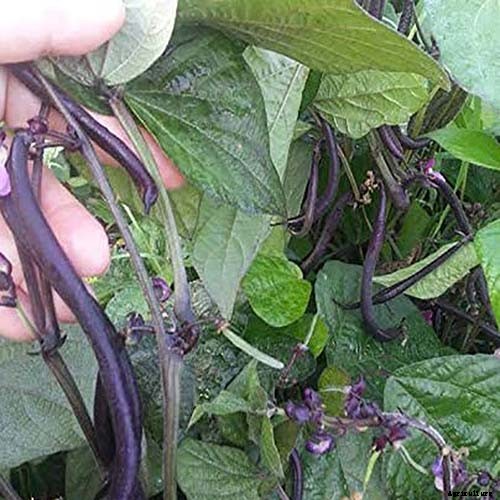 35 of the Best Bush Bean Varieties