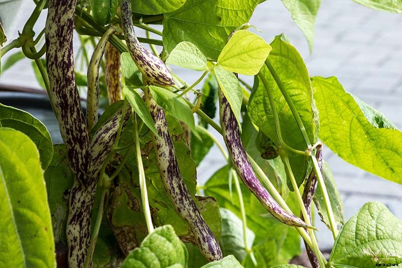 35 of the Best Bush Bean Varieties