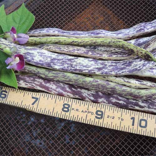 35 of the Best Bush Bean Varieties