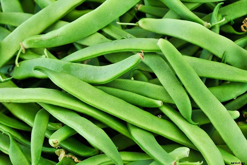 35 of the Best Bush Bean Varieties
