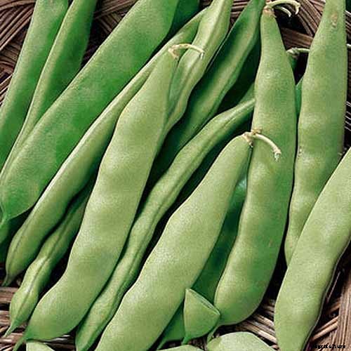 35 of the Best Bush Bean Varieties