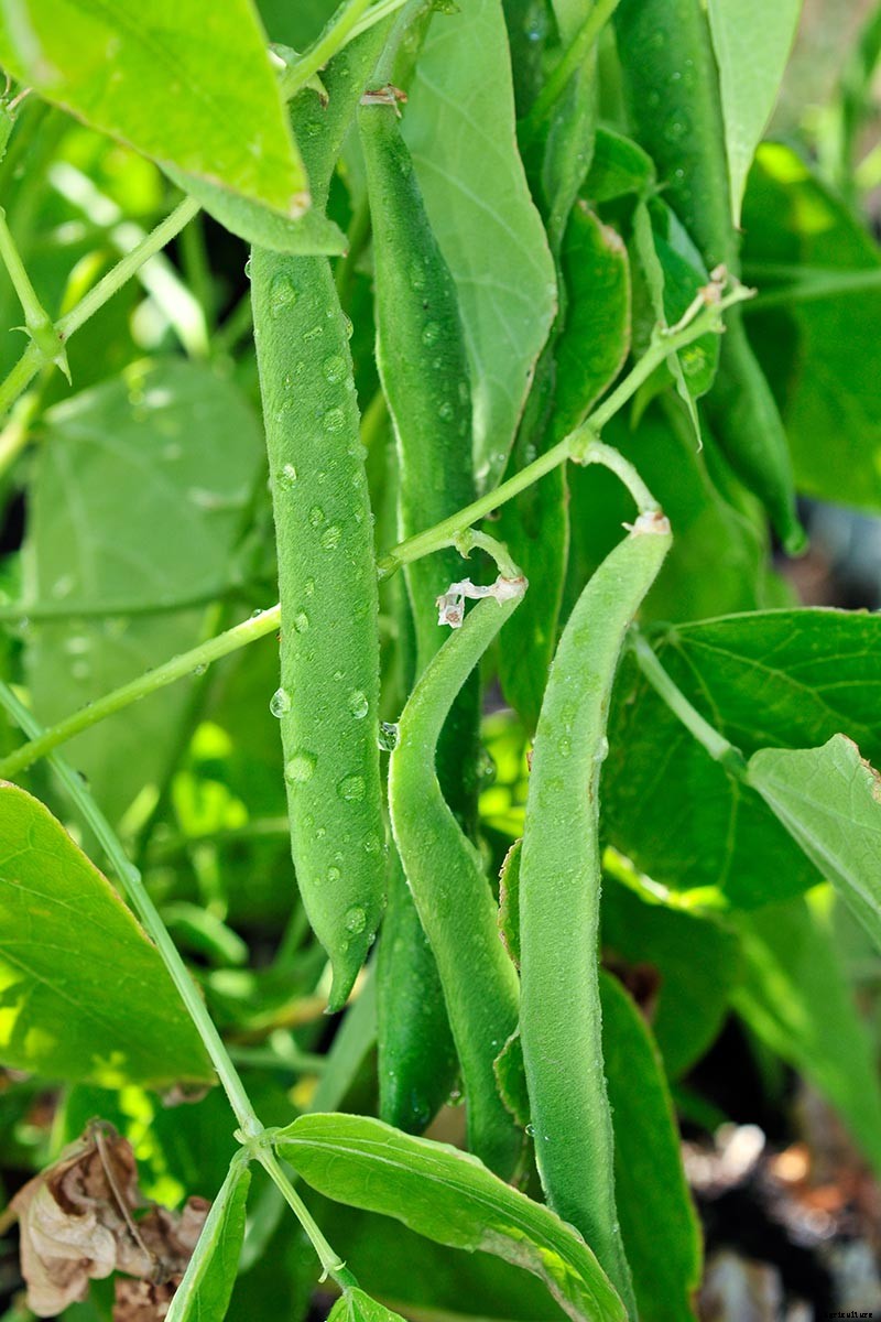 35 of the Best Bush Bean Varieties