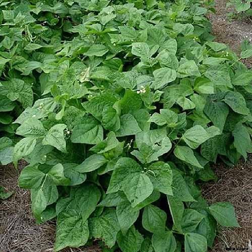 35 of the Best Bush Bean Varieties