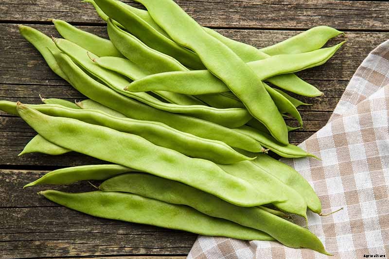 35 of the Best Bush Bean Varieties