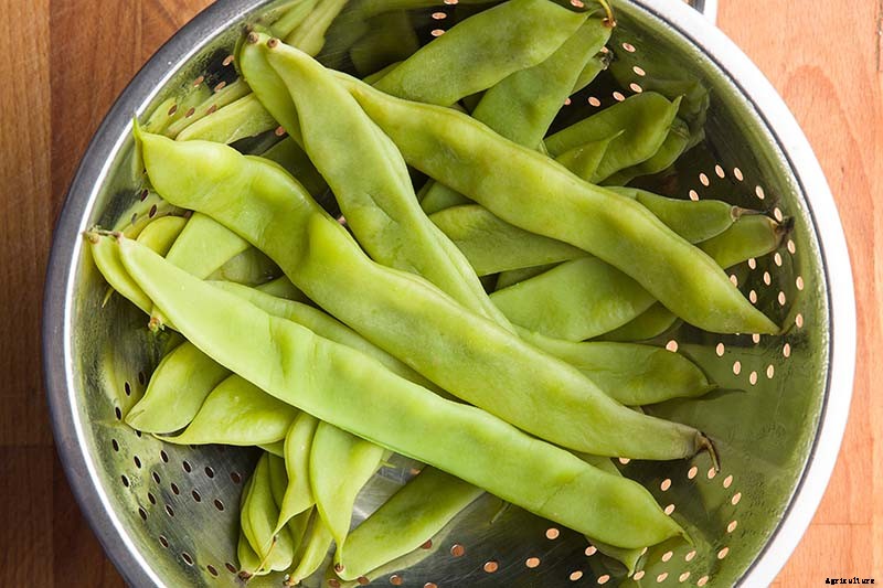 35 of the Best Bush Bean Varieties