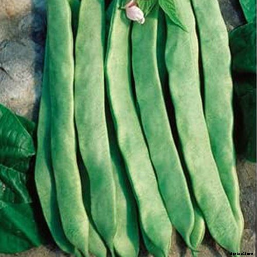 35 of the Best Bush Bean Varieties