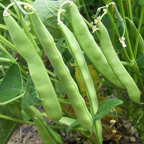 35 of the Best Bush Bean Varieties
