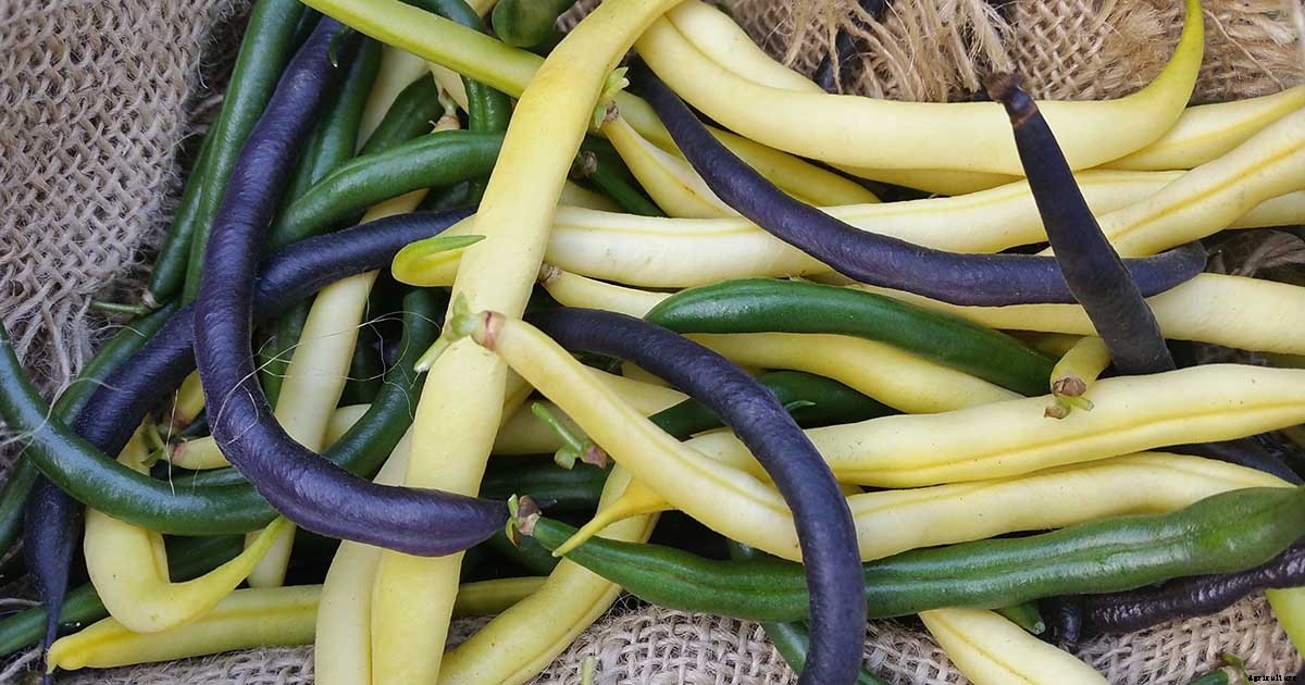 35 of the Best Bush Bean Varieties