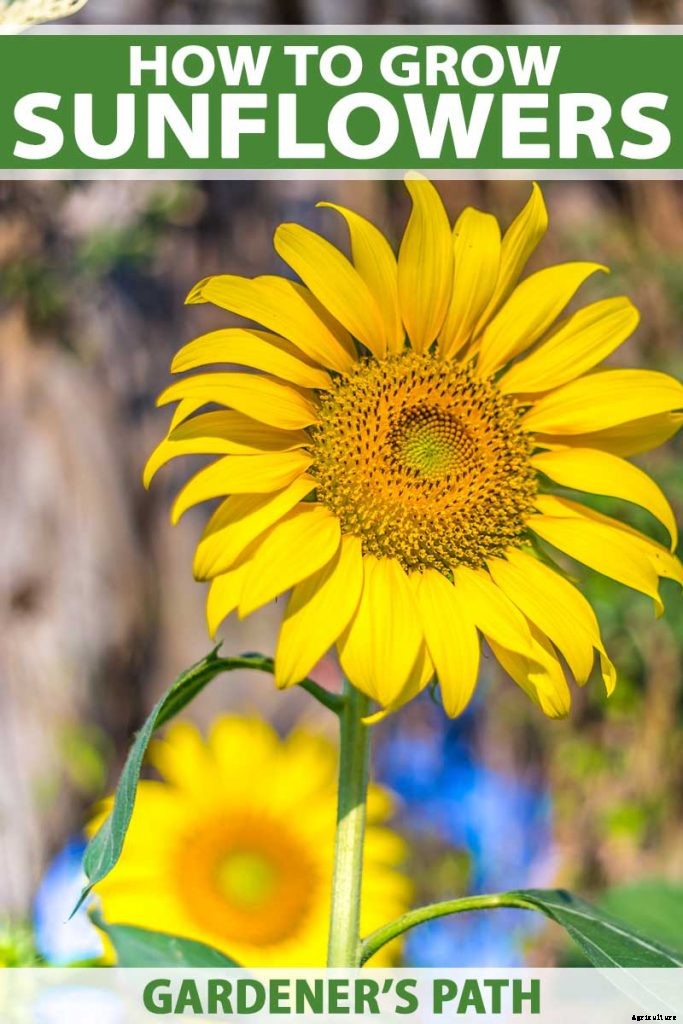 How to Grow Sunflowers: a Beautiful and Tasty Addition to Your Landscape
