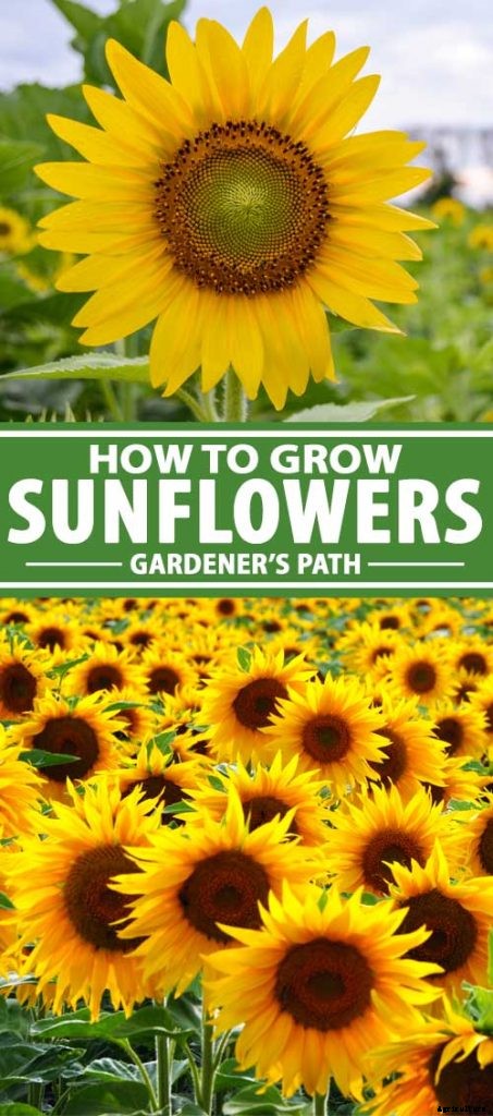 How to Grow Sunflowers: a Beautiful and Tasty Addition to Your Landscape