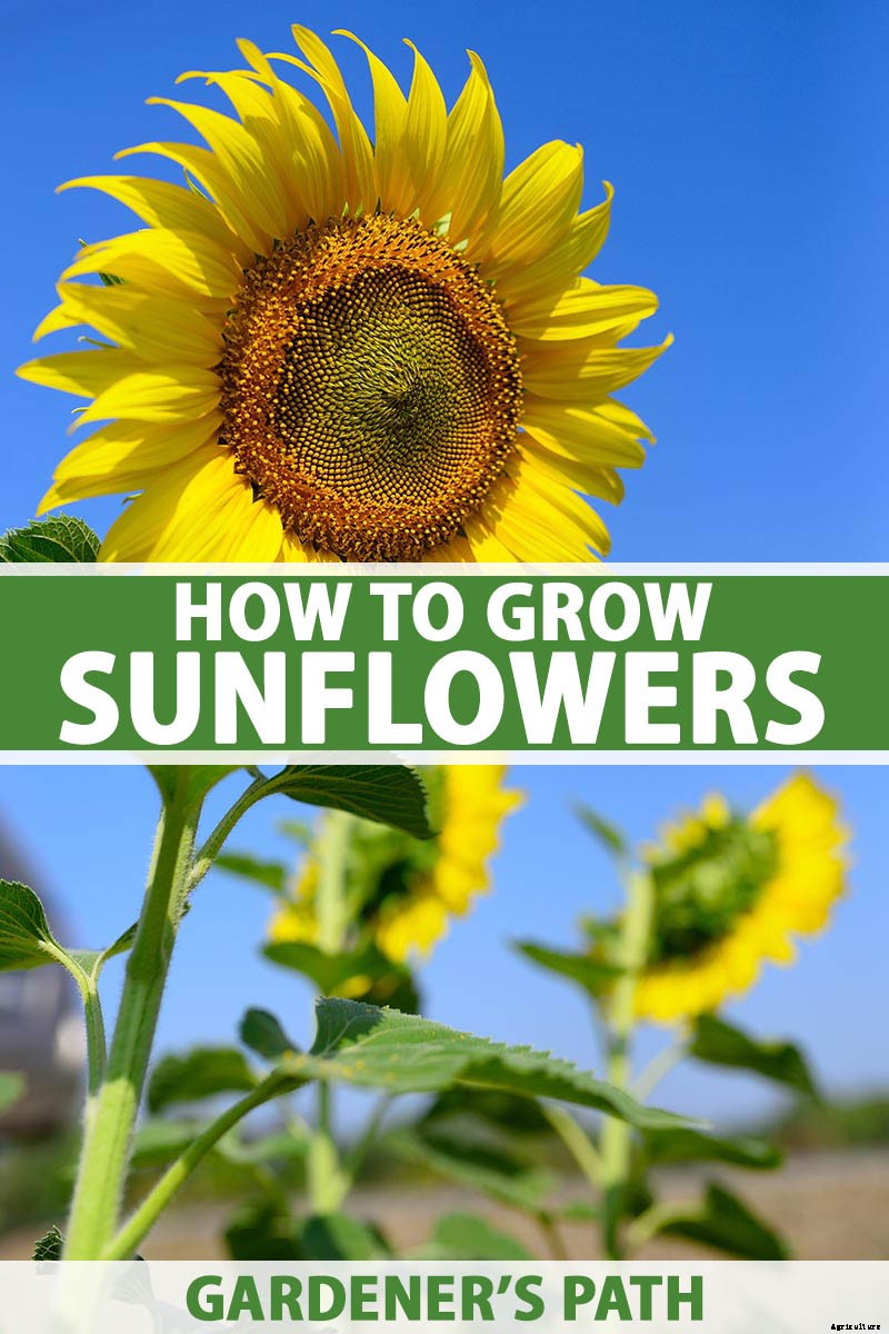 How to Grow Sunflowers: a Beautiful and Tasty Addition to Your Landscape
