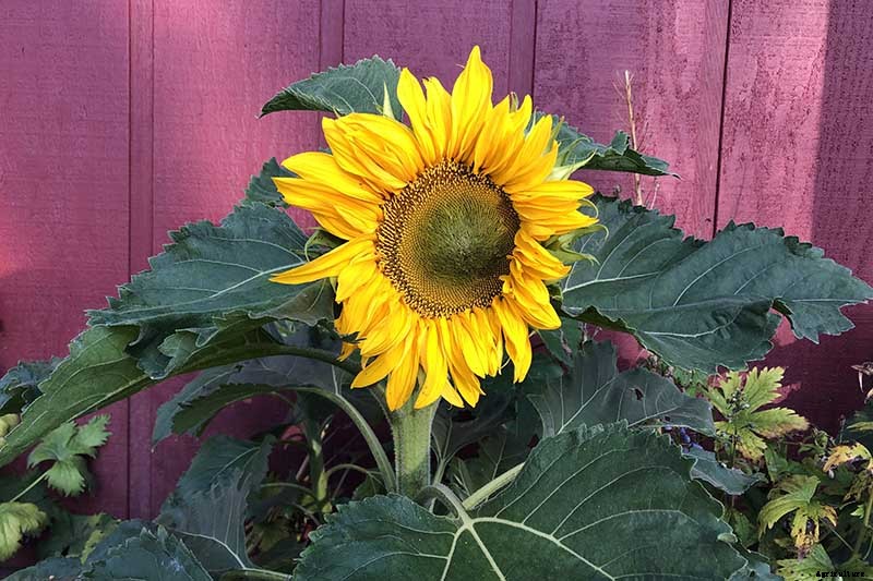 How to Grow Sunflowers: a Beautiful and Tasty Addition to Your Landscape