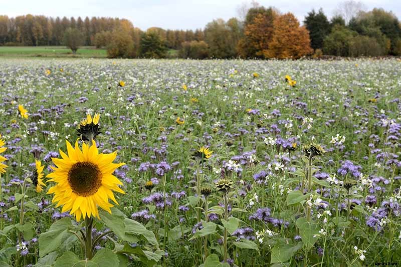 How to Grow Sunflowers: a Beautiful and Tasty Addition to Your Landscape