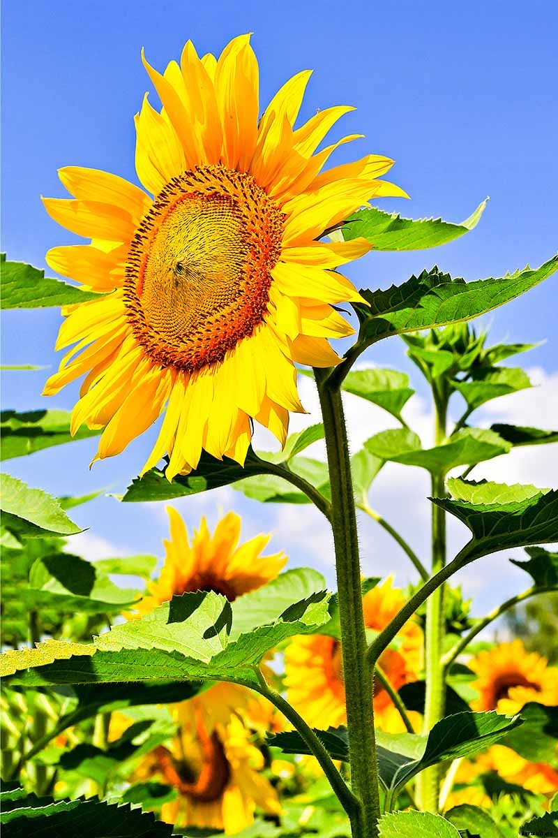 How to Grow Sunflowers: a Beautiful and Tasty Addition to Your Landscape