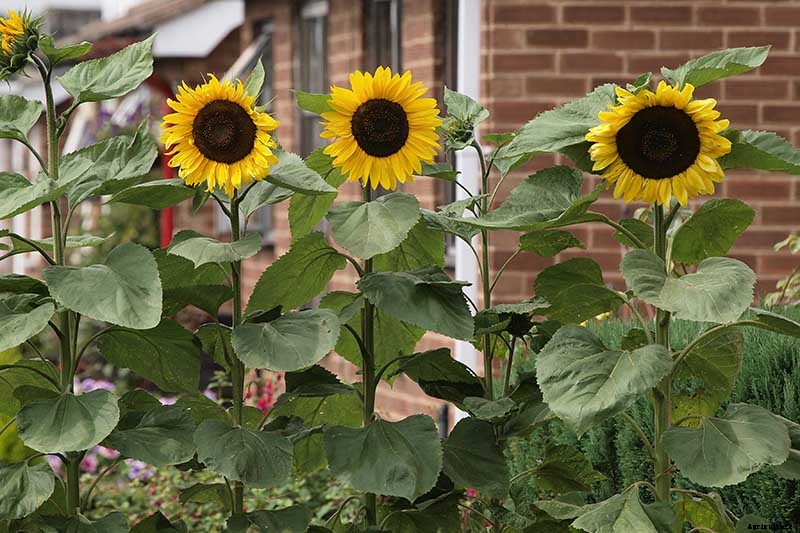 How to Grow Sunflowers: a Beautiful and Tasty Addition to Your Landscape