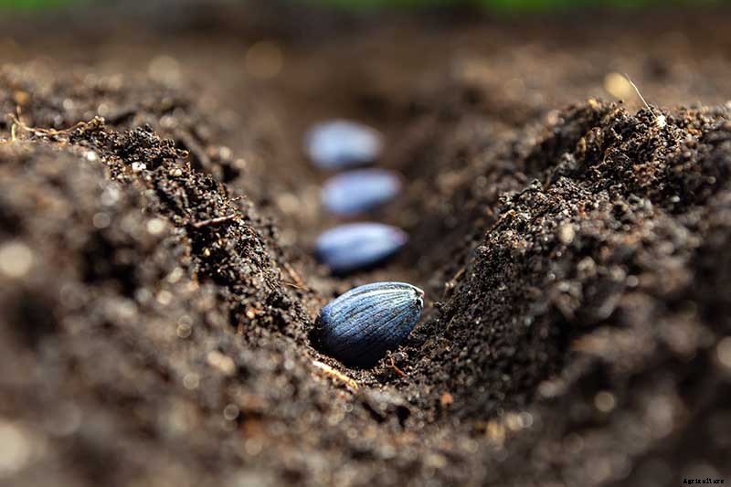 How to Grow Sunflowers: a Beautiful and Tasty Addition to Your Landscape