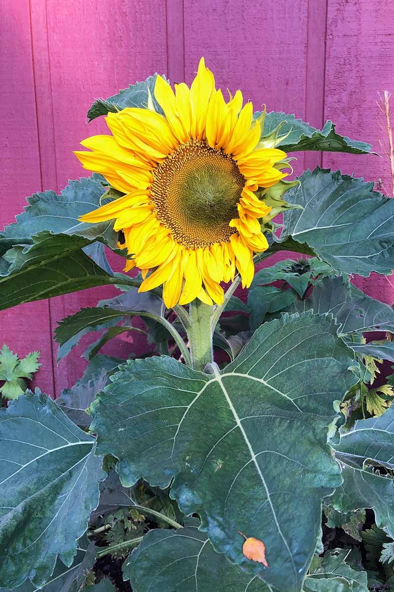 How to Grow Sunflowers: a Beautiful and Tasty Addition to Your Landscape