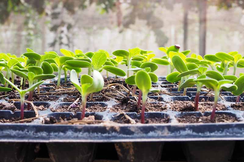 How to Grow Sunflowers: a Beautiful and Tasty Addition to Your Landscape