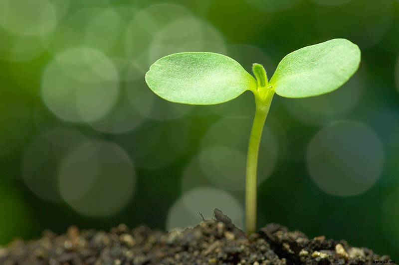 How to Grow Sunflowers: a Beautiful and Tasty Addition to Your Landscape