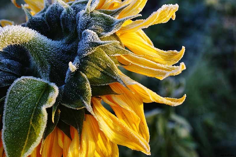 How to Grow Sunflowers: a Beautiful and Tasty Addition to Your Landscape