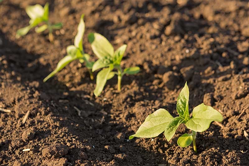 How to Grow Sunflowers: a Beautiful and Tasty Addition to Your Landscape