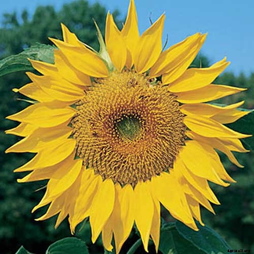 How to Grow Sunflowers: a Beautiful and Tasty Addition to Your Landscape