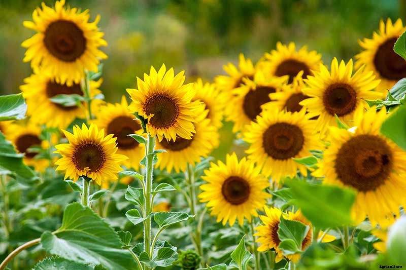 How to Grow Sunflowers: a Beautiful and Tasty Addition to Your Landscape