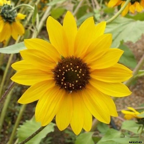 How to Grow Sunflowers: a Beautiful and Tasty Addition to Your Landscape